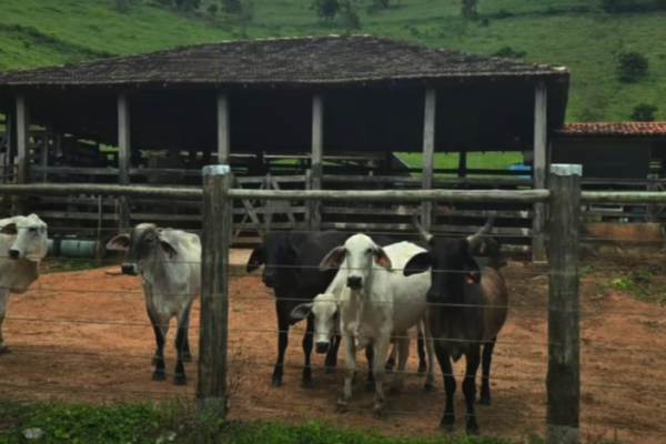 Captura de tela 2026-10-26 104723